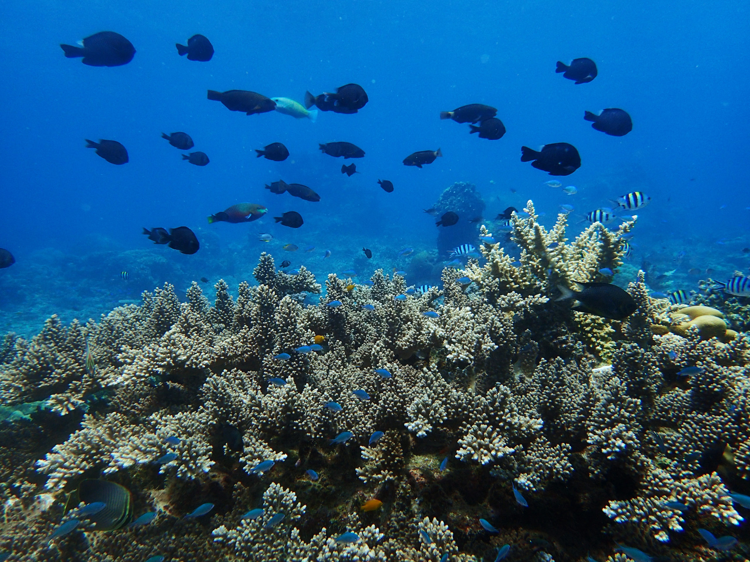 Roles of Herbivorous Fishes in Restoring Damaged Coral Reef Ecosystem ...